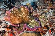 Cryptodendrum adhaesivum Anemone tapis collante-Maldives Villamendhoo-24m-20240424-da-DSC_6706_tn